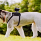 Image for article titled Man's Best Friend Gets Its Own Action Cam Mount Courtesy Of Sony